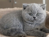Продолжительность жизни кошки