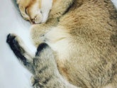 Как зовут вашего кота?