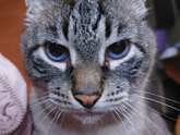 Кошка