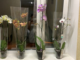 Орхидеи пересадка