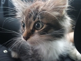 Взяли ещё котёнка
