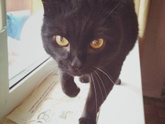 Кот❤️ Мой