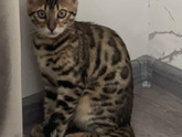 Бенгальская кошка. Возраст?
