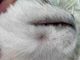 У кота на морде