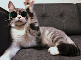 Кото-пятница))) Много мими-фото котиков