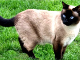Кошка невская маскарадная и кот британец, чего ждать от котят?