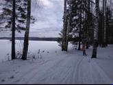 Подснежники
