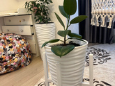 Фикус elastica robusta
