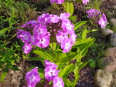 Флоксы🌺