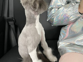 Кошек всегда так стригут