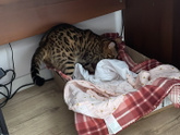 Кошка рожает? Готовится?