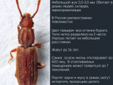 Жуки в еде.