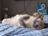 Аллергия