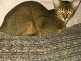 Котик