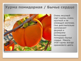 Хурма бычье сердце отзывы на форумах непонятные, как она растет в Подмосковье?