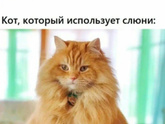 Шампунь