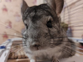 Шиншиллу вам в ленту👍🐿️😁