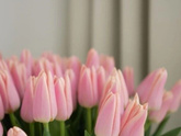 с первым днем весны 🌷