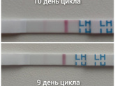 10 день цикла.