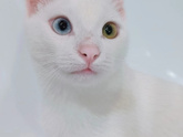 Кровит у кота