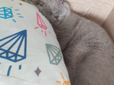 Чем кормите британских кошек, котят?