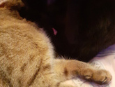 Кошки?