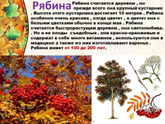 Рябина учим деревья - какая презентация лучше для садика?