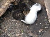 Вот такой подарок на 1 мая)