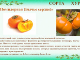 Хурма бычье сердце отзывы на форумах непонятные, как она растет в Подмосковье?