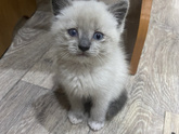 Девочки, наконец-то котёнку легче.