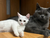 Котики
