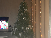 🌲