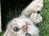 Будка для котят