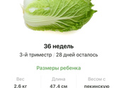 36 недель .
