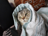 Робот-пылесос