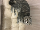 Домашние животные🥰