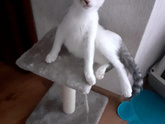 Девчонки у котёнка эпилепсия