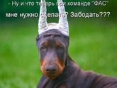 Уши добермана купируют ли их сейчас или ставят, тогда зачем ставить?