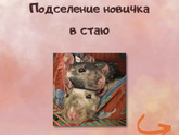 Крысы