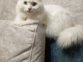 я опять со своими котами.