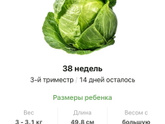 38 недель .