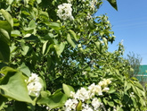 Зацвела сирень