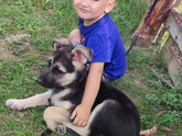 Как пережить потерю четвероногого друга?🐶