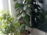 Фикус elastica robusta