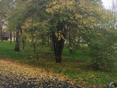 Доброе осеннее утро 🍁
