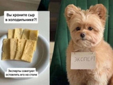 А в чем ваш питомец эсперт?