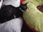 Котик?