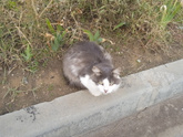 Про котиков
