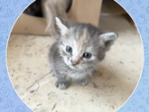 Вопрос с котёнком решён ?⬛