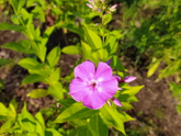 Флоксы🌺